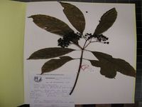 Herbarium sample